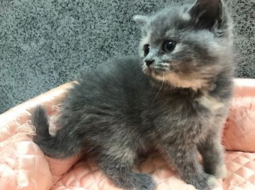 ブリティッシュショートヘア【大阪府・女の子・2018年10月20日・ブルークリーム】の写真「クマさん！みたいなブリちゃん😻」