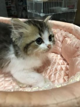 ラガマフィン【大阪府・男の子・2019年6月8日・ブラウンダビー&ホワイト】の写真「✨💫チャーミングな僕にゃん💫✨」