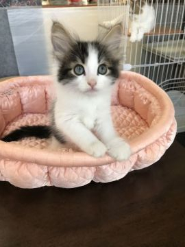 ノルウェージャンフォレストキャット【大阪府・男の子・2019年9月7日・ブラック&ホワイト】の写真「✨綺麗なお顔でおっとり八っ君✌️💫」