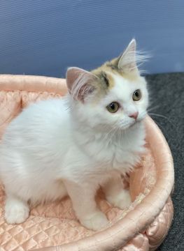 ラガマフィン【大阪府・女の子・2020年4月29日・ブラウンマッカレルタビー&ホワイト】の写真「💫優しい毛色のおっとりちゃん💫」