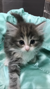 ノルウェージャンフォレストキャット【大阪府・女の子・2019年4月24日・ブラウンパッチドタビー&ホワイト】の写真「✨可愛いプリンセスに成長中💕💫」