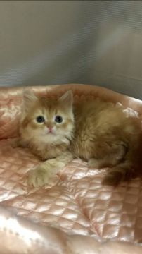 ラガマフィン【大阪府・男の子・2019年12月8日・レッドマッカレルダビー&ホワイト】の写真「💫優しいお目目のボーイ君💫」