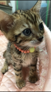 ベンガル【大阪府・女の子・2018年8月15日・ブラウンスポテッドタビー】の写真「✨活発なおチビちゃん💕✨」