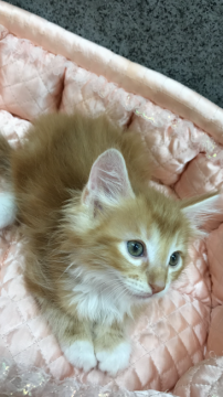 ノルウェージャンフォレストキャット【大阪府・男の子・2018年8月15日・レッド&ホワイト】の写真「✨優しい美形・ボーイ君🌟」