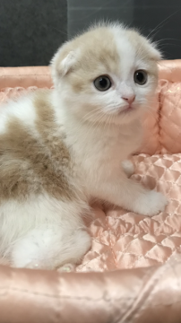 スコティッシュフォールド(折れ耳)【大阪府・男の子・2019年4月20日・レッド&ホワイト】の写真「🌟まん丸のナイスボーイ🌟！」