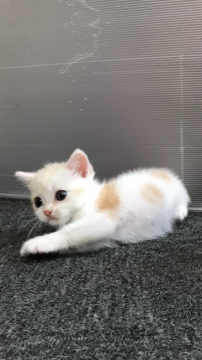 スコティッシュフォールド(立ち耳)【大阪府・男の子・2018年7月12日・クリーム&ホワイト】の写真「😍人なっこいゴロゴロ君」