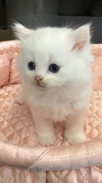 ラガマフィン【大阪府・女の子・2019年11月23日・シルバーマッカレルダビー&ホワイト】の写真「💫ふわふわ・わたあめちゃん💫✨」