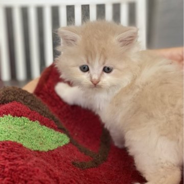 ラガマフィン【大阪府・男の子・2024年2月29日・クリーム&ホワイト】の写真「🌟ふわふわボディに甘いフェイス✨」