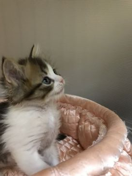 ラガマフィン【大阪府・男の子・2019年10月20日・ブラウンマッカレルダビー&ホワイト】の写真「✨💫お顔ふんわりイケメン君💫✨」