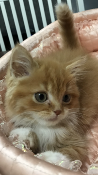 スコティッシュフォールド(立ち耳)【大阪府・男の子・2019年3月30日・レッドマッカレルタビー&ホワイト（ロング）】の写真「😍ふわふわモコモコ🌟！」