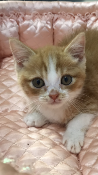 スコティッシュフォールド(立ち耳)【大阪府・男の子・2019年3月30日・レッドマッカレルタビー&ホワイト】の写真「😍お目目くりくり🌟！」