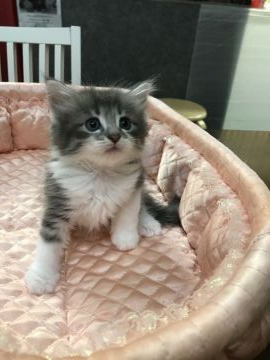 ノルウェージャンフォレストキャット【大阪府・男の子・2019年7月25日・ブルーマッカレルタビー&ホワイト】の写真「✨優しいフェイスのイケメンボーイ✌️💫」