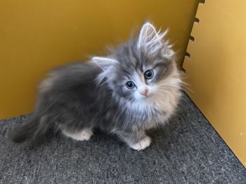 ノルウェージャンフォレストキャット【大阪府・男の子・2021年11月4日・シルバーマッカレルタビー&ホワイト】の写真「💫3兄弟の中で1番の元気ボーイ💫」