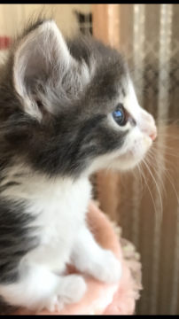 ノルウェージャンフォレストキャット【大阪府・男の子・2018年6月18日・ブルータビー&ホワイト】の写真「✨美形美猫ボーイ✨」