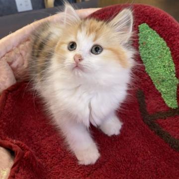 ラガマフィン【大阪府・女の子・2022年9月17日・キャリコ】の写真「🌟ふわふわで可愛い姫ちゃん✨」