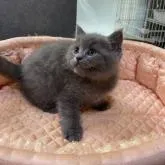 ブリティッシュショートヘア【大阪府・男の子・2022年9月7日・ブルー】の写真1