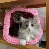 ノルウェージャンフォレストキャット【大阪府・女の子・2022年6月9日・ブラウンパッチドタビー&ホワイト】の写真1