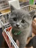 ブリティッシュショートヘア【大阪府・男の子・2022年9月7日・ブルー】の写真2