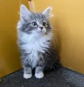 ノルウェージャンフォレストキャット【大阪府・男の子・2021年11月4日・シルバーマッカレルタビー&ホワイト】の写真2