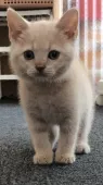 ブリティッシュショートヘア【大阪府・男の子・2017年6月26日・クリーム】の写真3