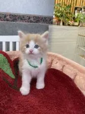 ノルウェージャンフォレストキャット【大阪府・男の子・2020年11月14日・クリームマッカレルタビー&ホワイト】の写真3