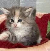 ノルウェージャンフォレストキャット【大阪府・女の子・2022年6月9日・ブラウンパッチドタビー&ホワイト】の写真4