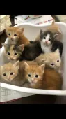 ノルウェージャンフォレストキャット【大阪府・男の子・2019年1月6日・】の写真4