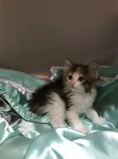 ノルウェージャンフォレストキャット【大阪府・女の子・2020年1月28日・ブラウンパッチドタビー&ホワイト】の写真4