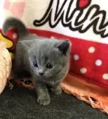 ブリティッシュショートヘア【大阪府・女の子・2017年11月4日・ブルー】の写真4