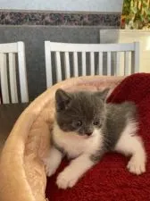 ブリティッシュショートヘア【大阪府・男の子・2022年3月11日・ブルー&ホワイト】の写真5