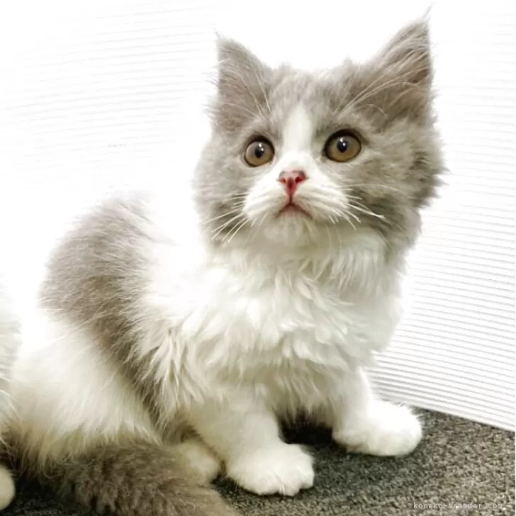 ID：2506-00299の子猫