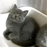 ブリティッシュショートヘア