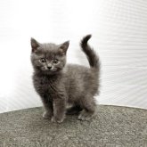 ブリティッシュショートヘア