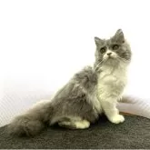 ブリティッシュロングヘア