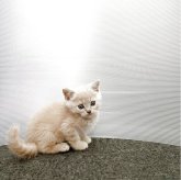 ブリティッシュショートヘア