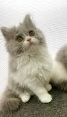 ブリティッシュロングヘア【大阪府・女の子・2025年4月12日・ブルーアンドホワイト】の写真4