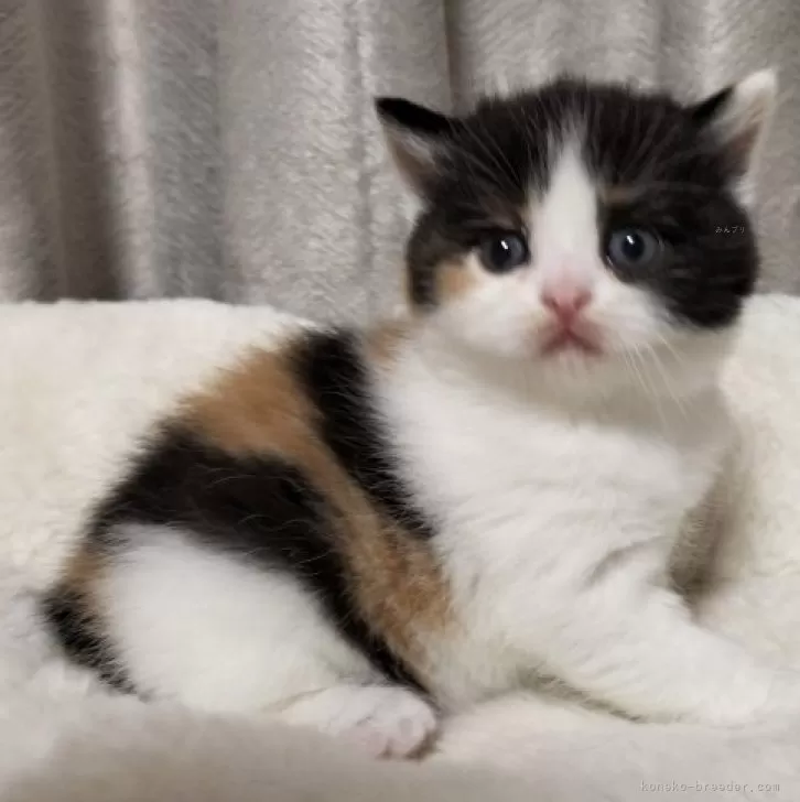 ID:2312-01743の子猫