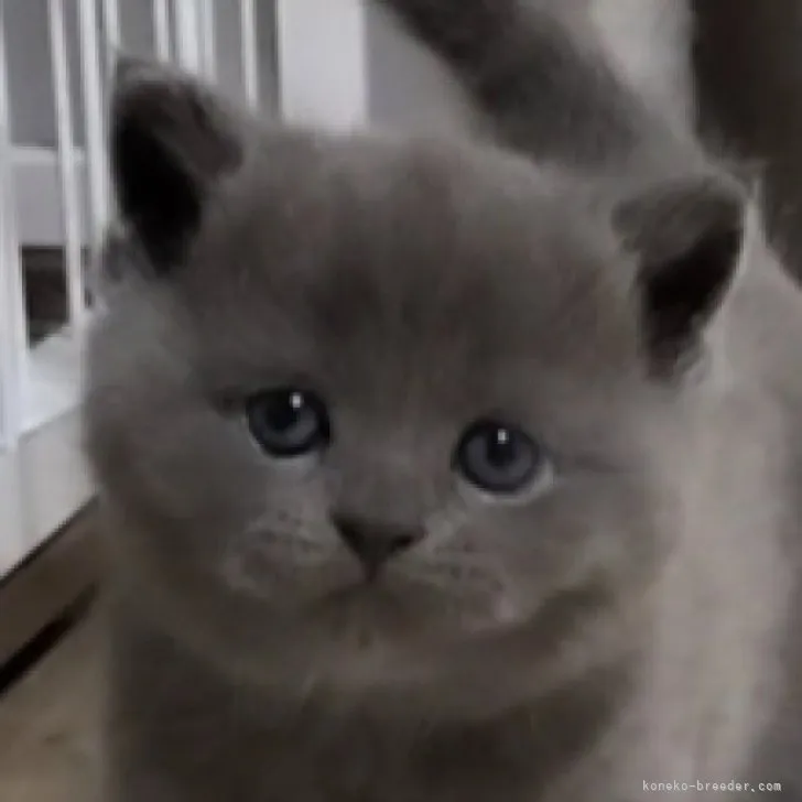 ID：2305-01933の子猫