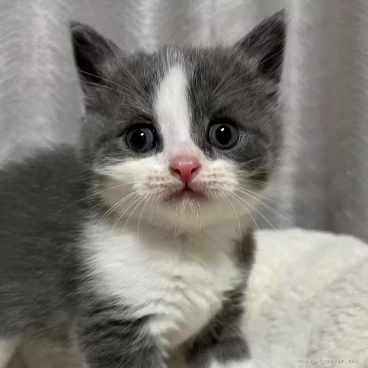 まいまい 様のお迎えした子猫
