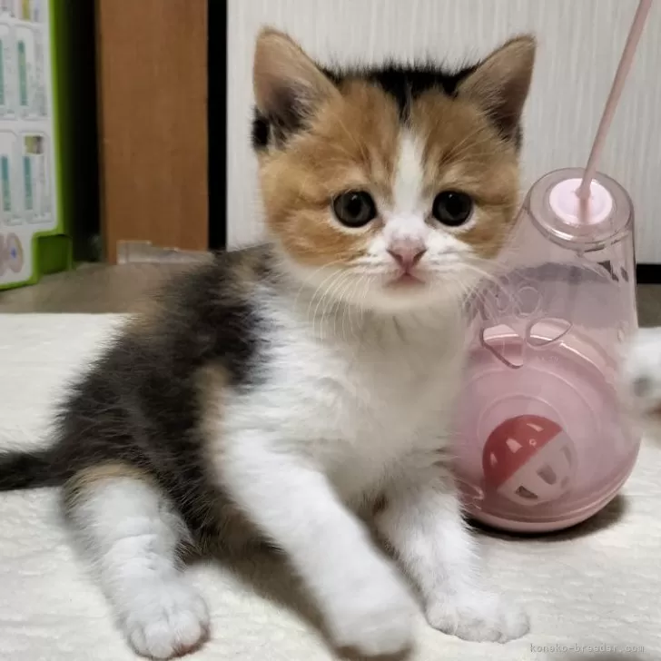 ID：2405-02531の子猫