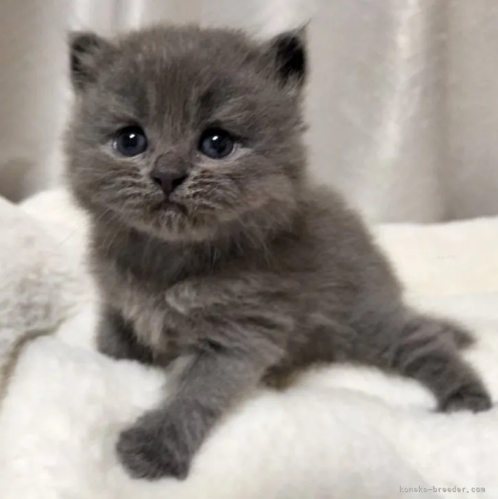 ID：2309-00916の子猫