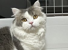 ブリティッシュショートヘア【・男の子・2024年2月12日・ブルータビーホワイト】