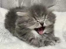 ブリティッシュショートヘア【奈良県・女の子・2024年12月20日・ブルータビー】の写真11