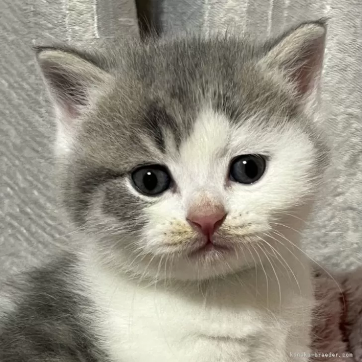 T.S 様のお迎えした子猫