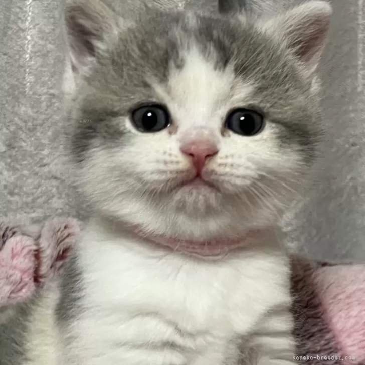 ブリティッシュショートヘア【奈良県・女の子・2025年1月26日・ダイリュートキャリコ】の写真1