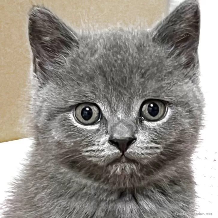 ID：2508-02357の子猫