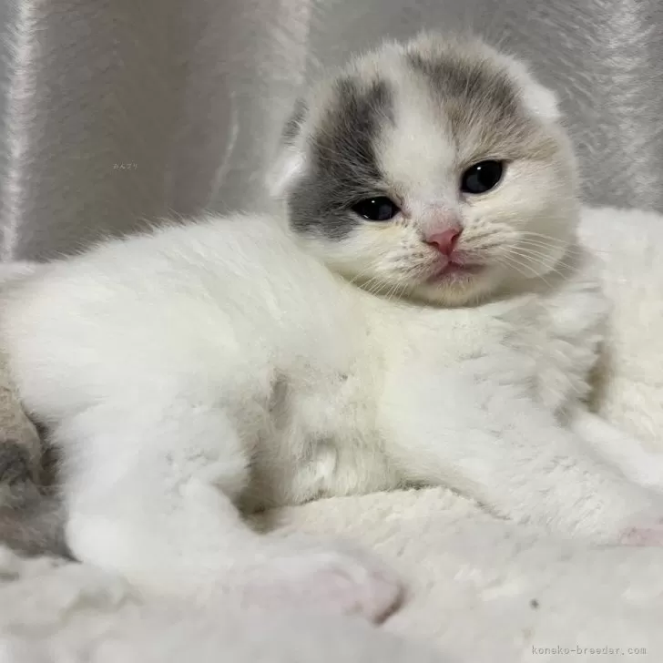 H.H 様のお迎えした子猫