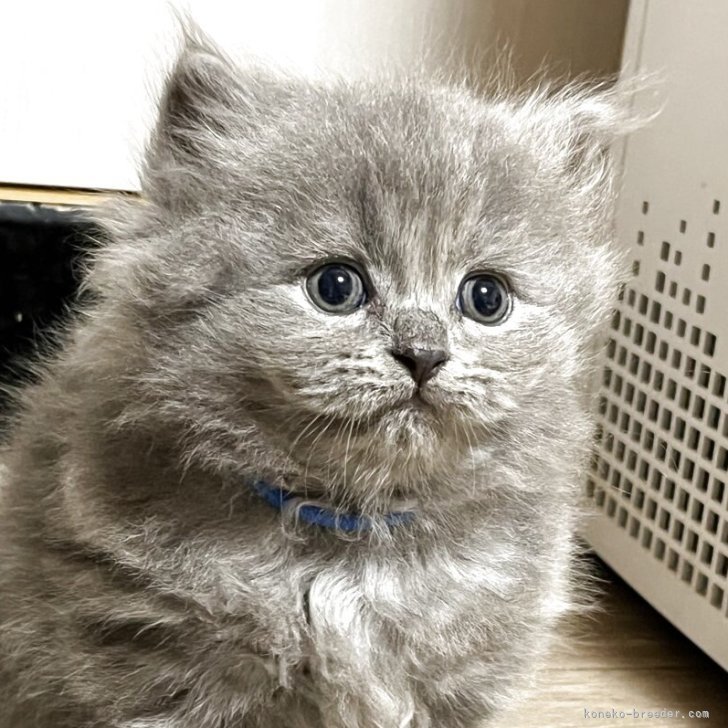 ブリーダー画像