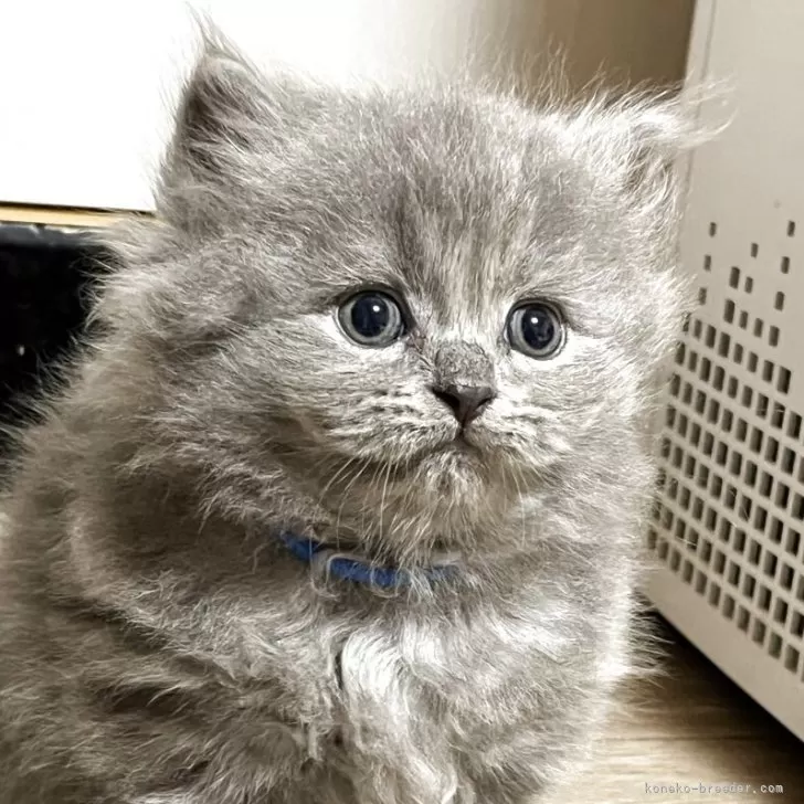 ブリティッシュショートヘア【奈良県・男の子・2025年9月23日・ブルー】の写真1