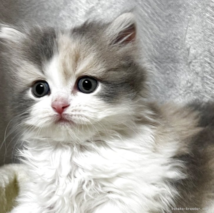 ブリーダー画像